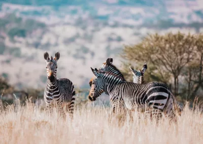 Zebras grazing in the Eastern Cape bush at Huntshoek Lodges & Safaris