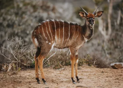 Nyala antelope in the Eastern Cape bush at Huntshoek