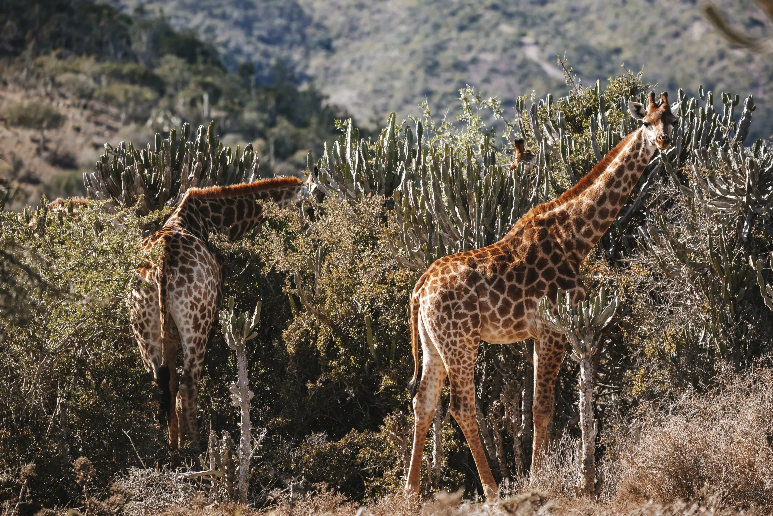 Giraffes feeding in the Eastern Cape bush at Huntshoek Lodges & Safaris