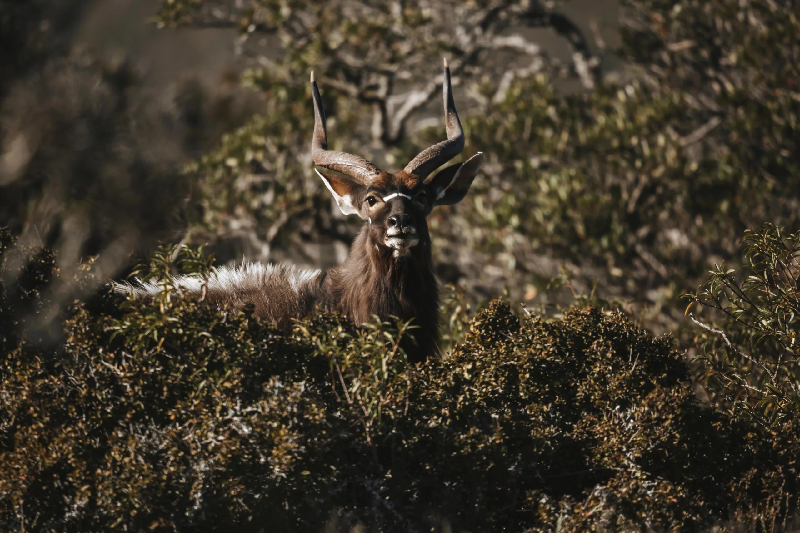 Huntshoek Wildlife