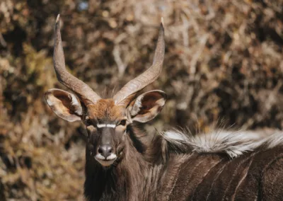 Huntshoek Wildlife
